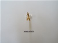 藏品(直蝶燈蛾)的圖片